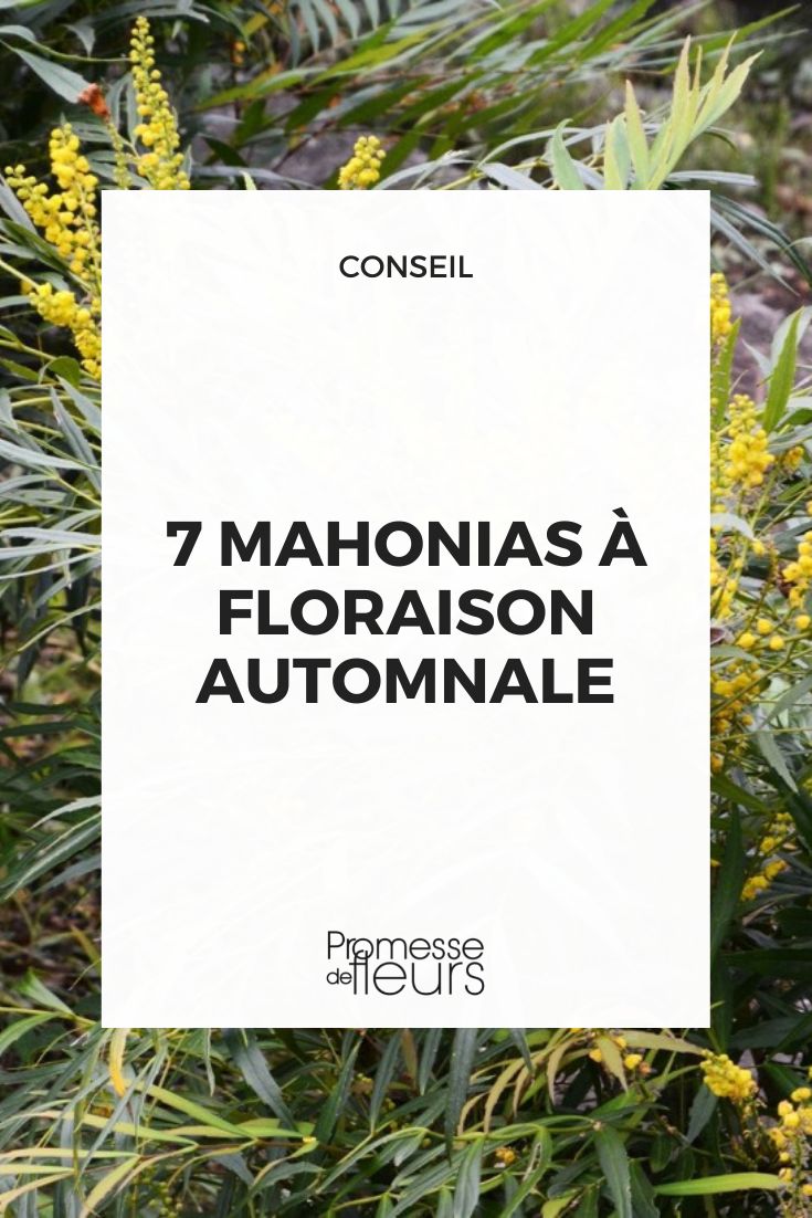 7 mahónias de floração outonal
