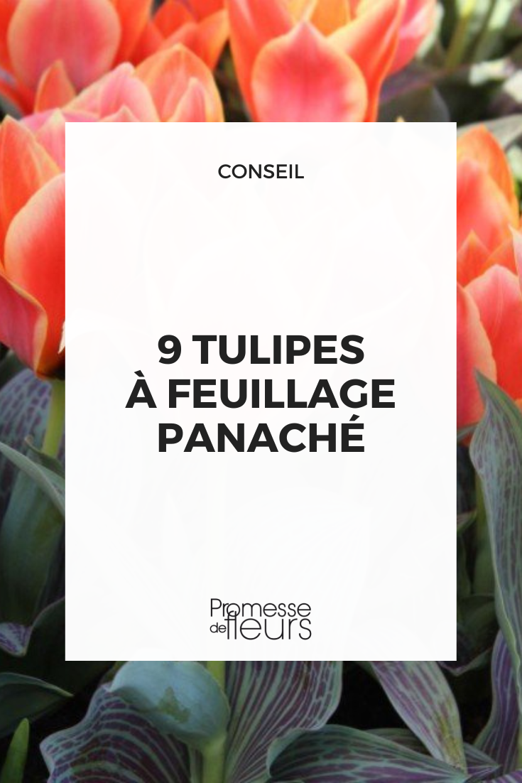 tulipas de folhagem variegada