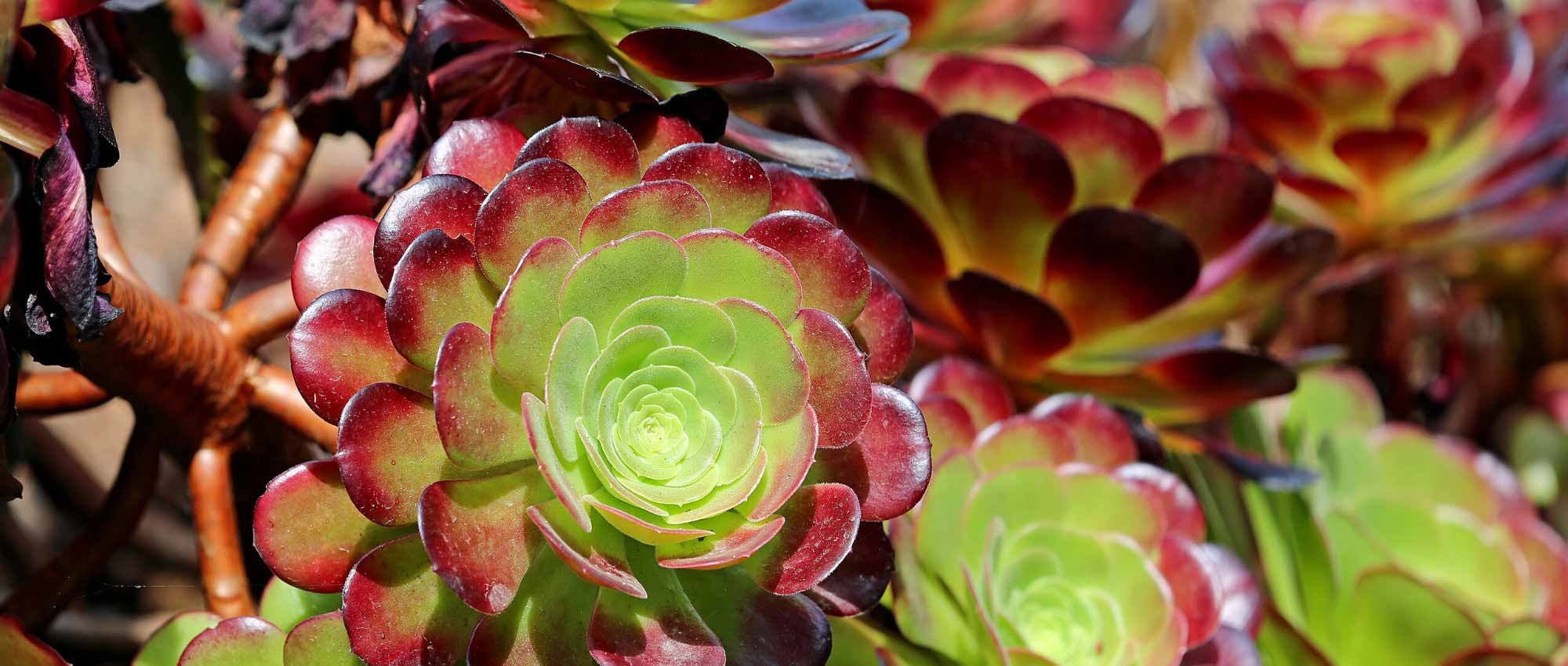 Ensaião: plantação, cultivo e manutenção