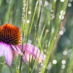 Combinar o Schizachyrium