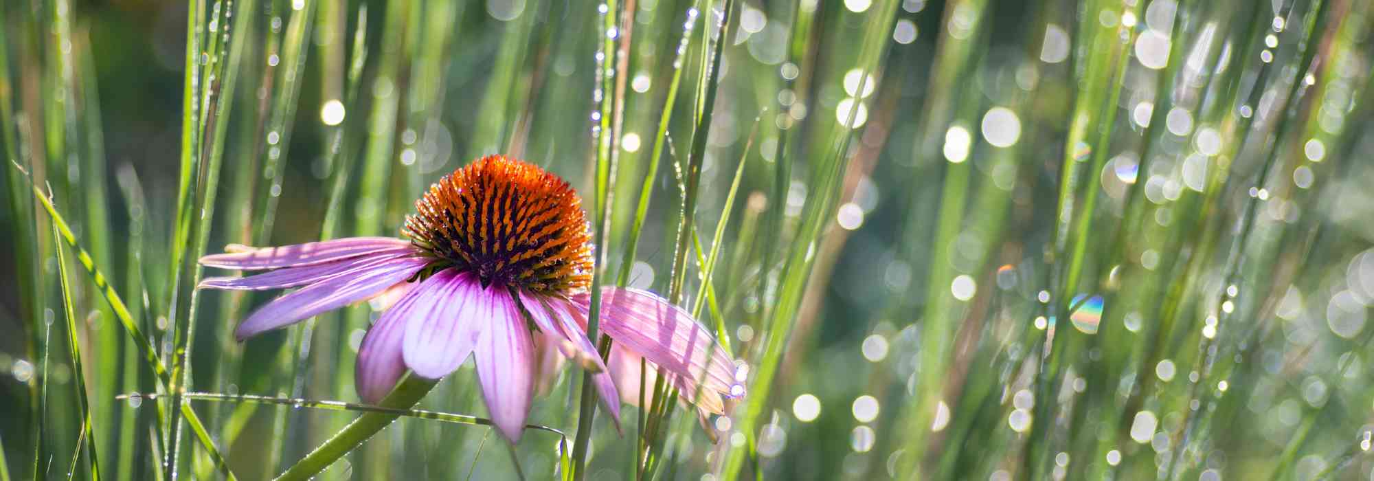 Combinar o Schizachyrium