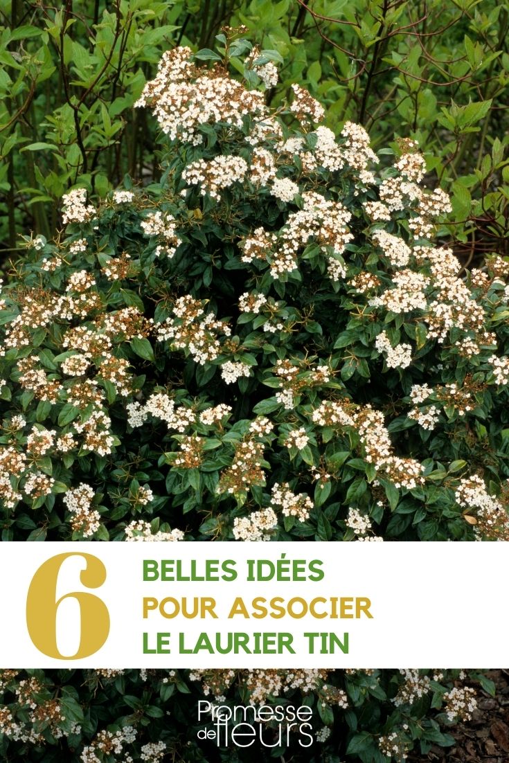 Combinações de folhado (Viburnum tinus) para o jardim e o terraço