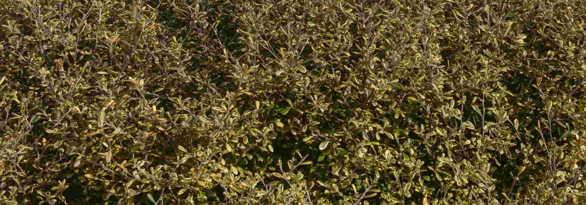 Corokia: plantação, manutenção