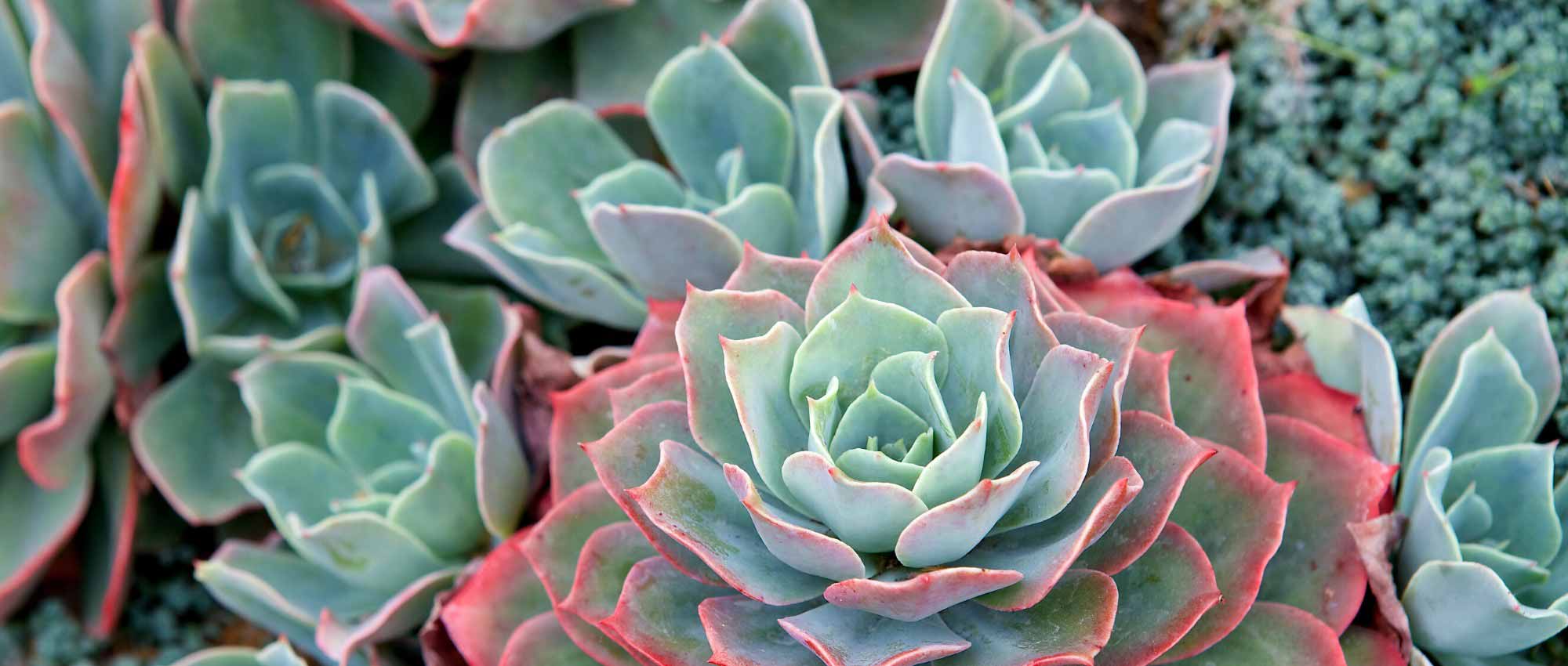 Rosa-de-pedra: plantar, cultivar e cuidar