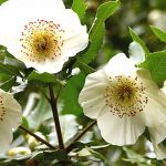 Combinar a Eucryphia, um belo arbusto com flores de verão
