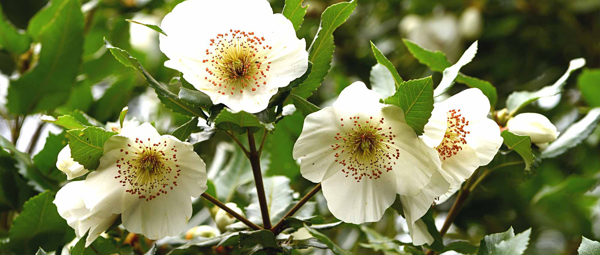 Combinar a Eucryphia, um belo arbusto com flores de verão