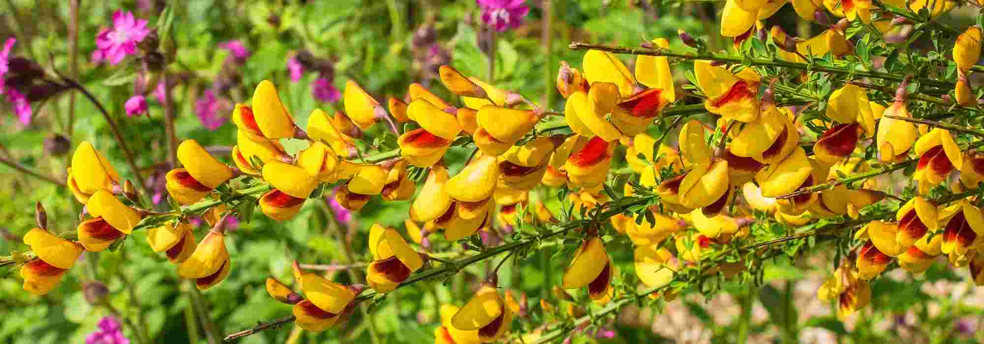 As mais bonitas variedades de giesta ou Cytisus
