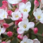 5 viburnos perfumados para cultivar no jardim