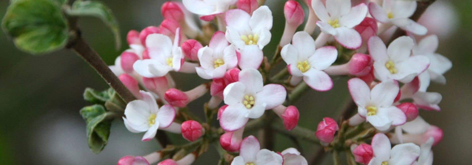 5 viburnos perfumados para cultivar no jardim