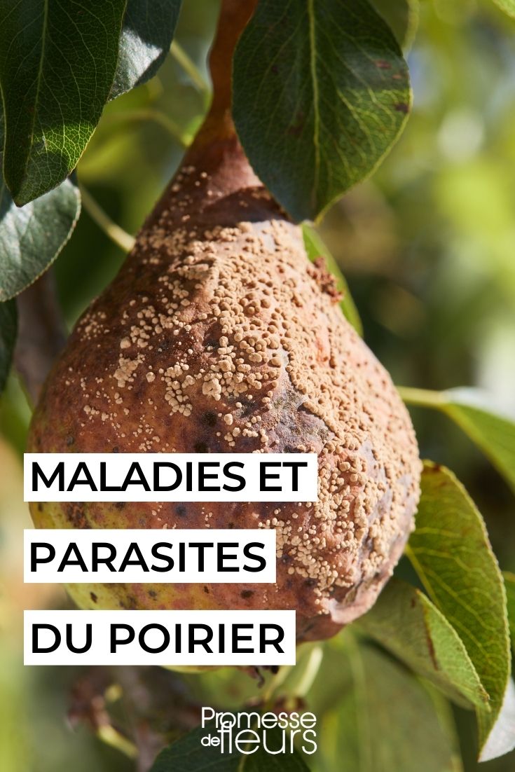 Pereira doente: tratamentos naturais