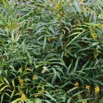 7 Mahónias de floração outonal