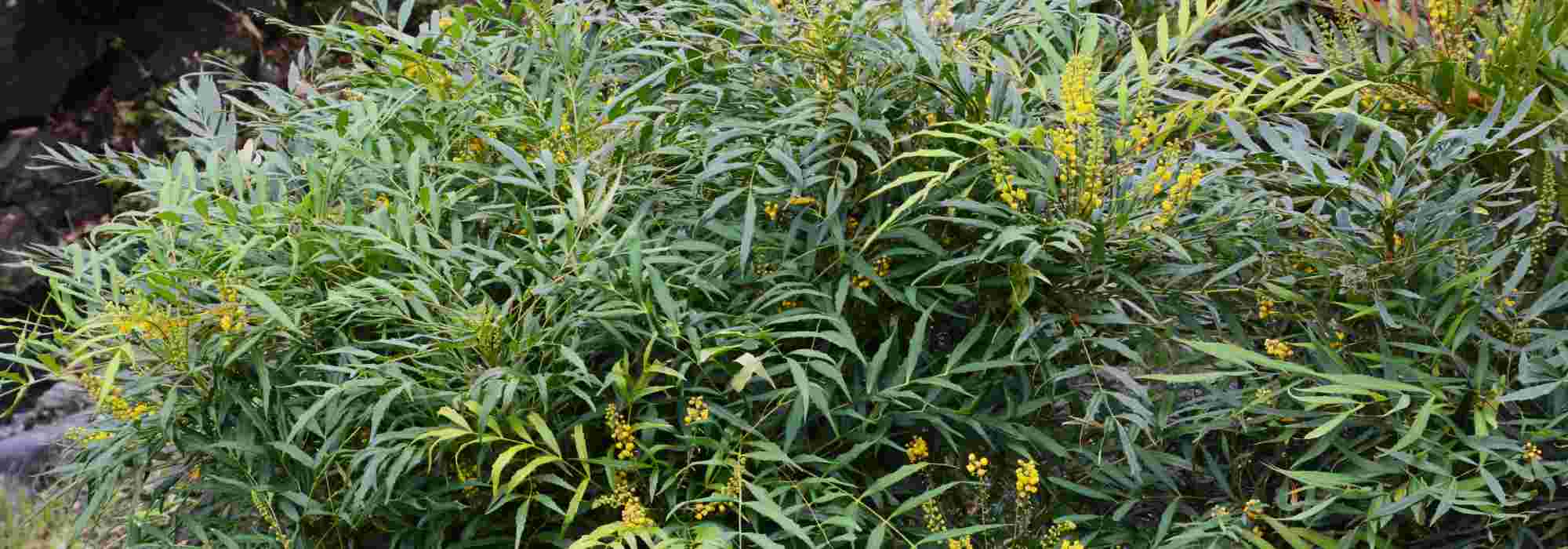 7 Mahónias de floração outonal