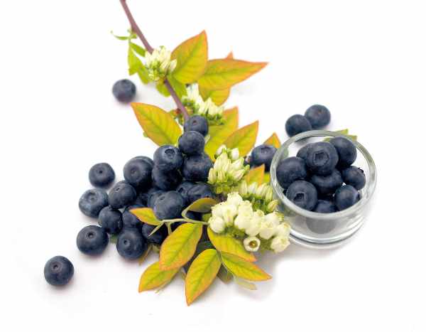 Mirtileiro 'Yello Berryblue'®