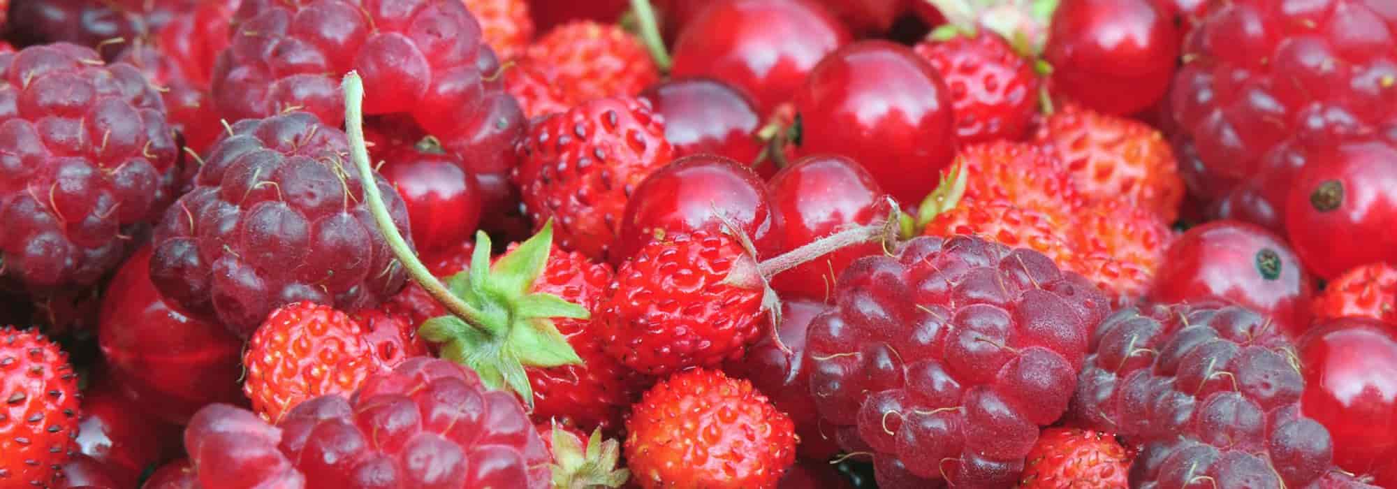 Pequenos frutos: dicas para obter frutos bonitos