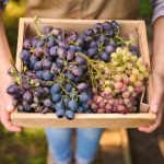 Como conservar as suas uvas?