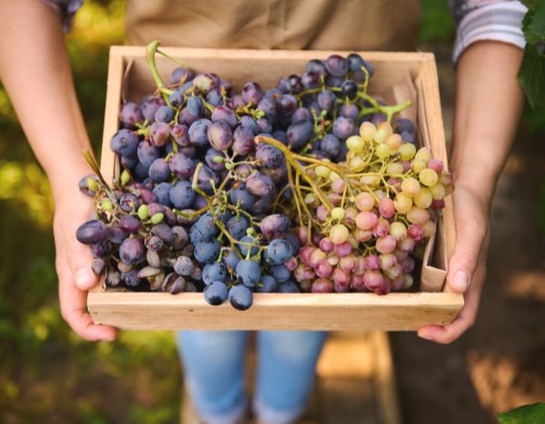 Como conservar as suas uvas?