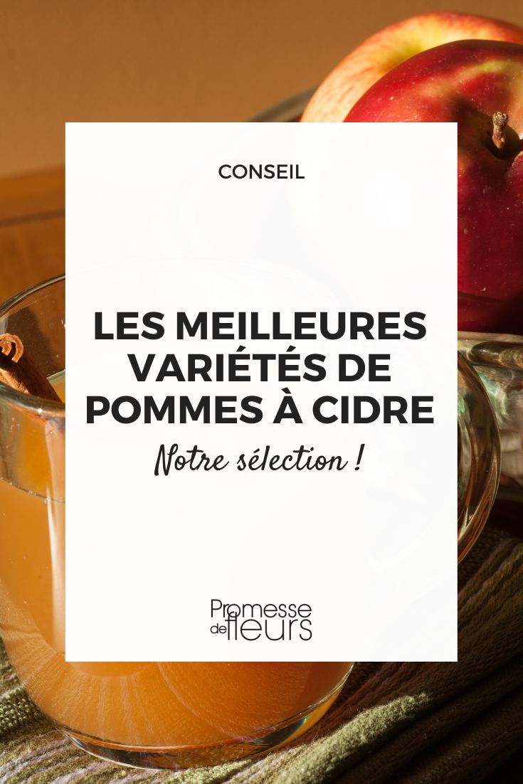 as melhores variedades de maçãs para sidra