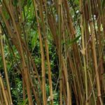 Semiarundinaria - Bambu-dos-templos: plantar e cultivar