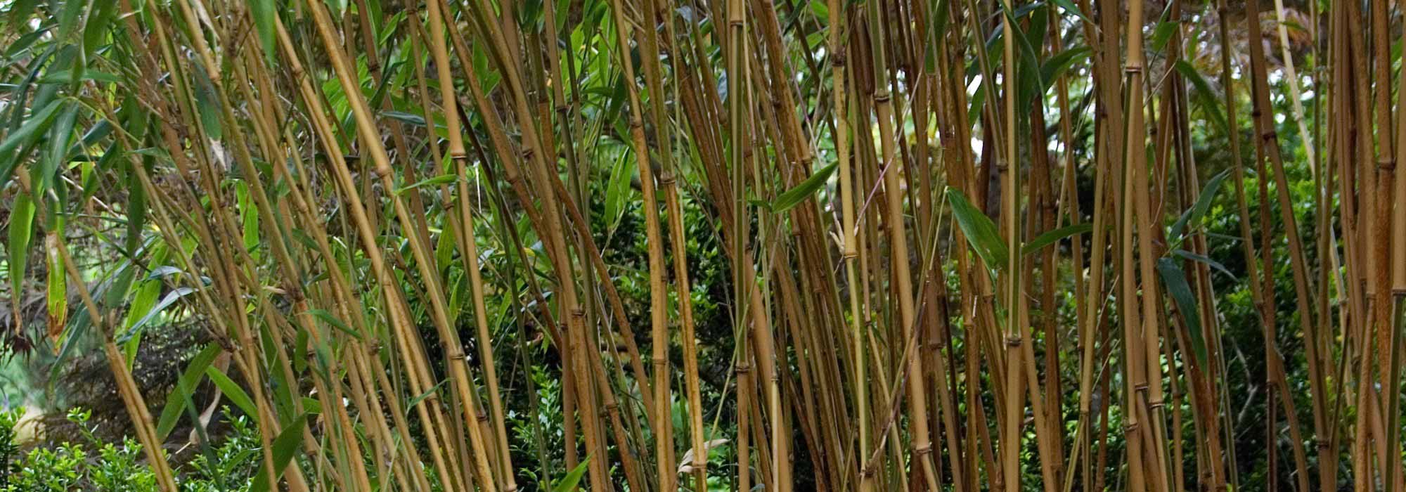 Semiarundinaria - Bambu-dos-templos: plantar e cultivar