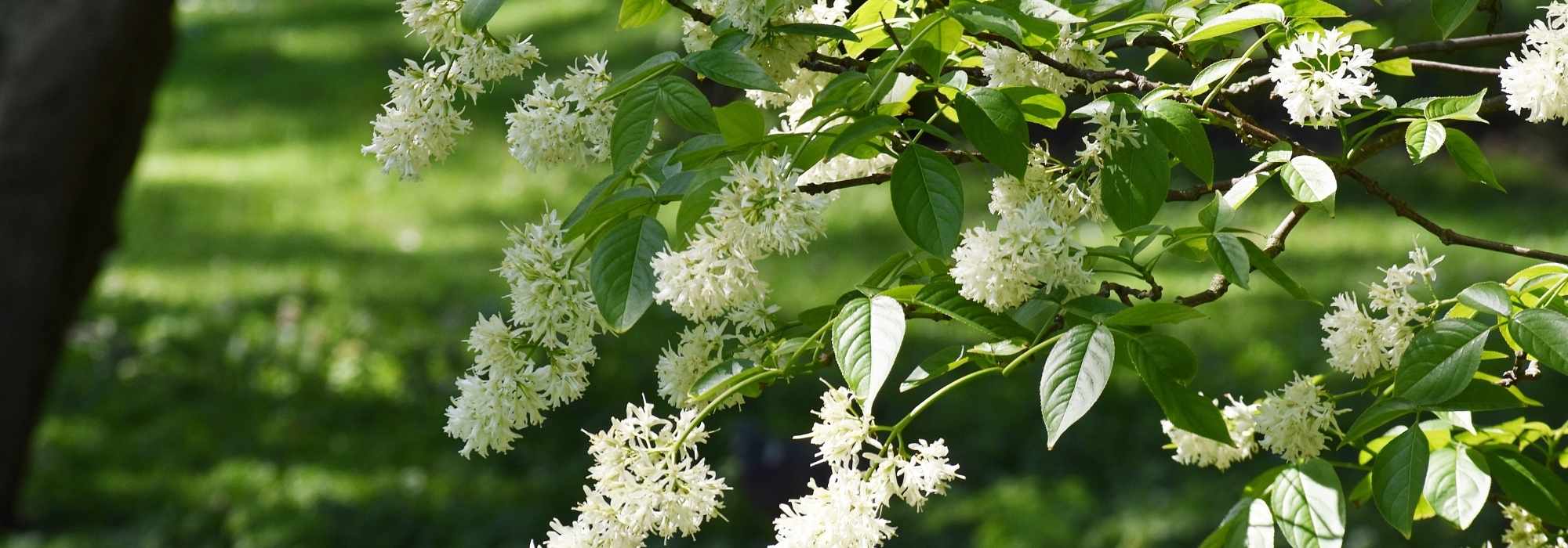 Staphylea – falsa-pistácia: plantação e cultivo