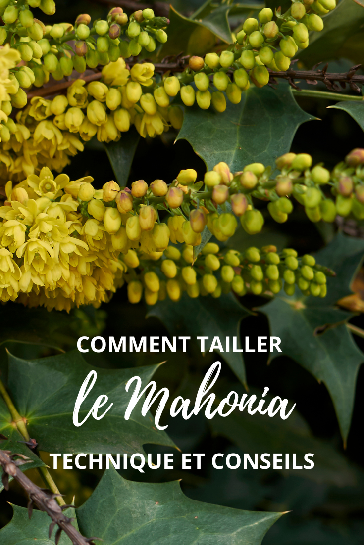 a poda da mahónia