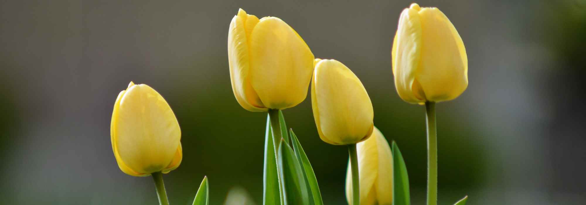 7 tulipas de flores amarelas