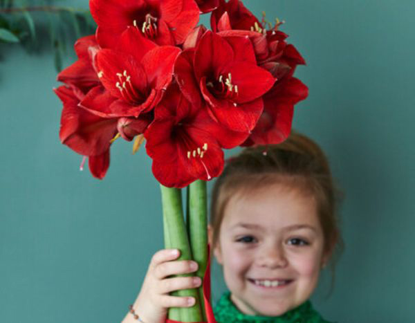 Cultivar uma amarílis com as crianças