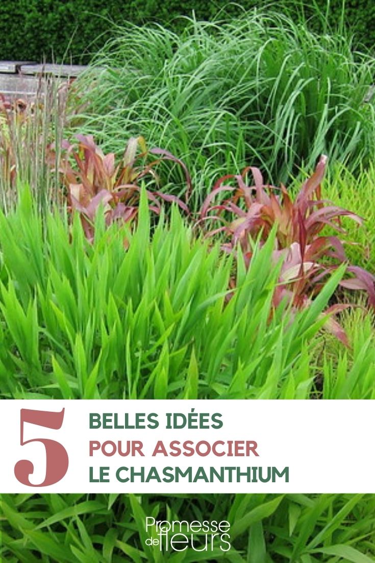 associar o Chasmanthium
