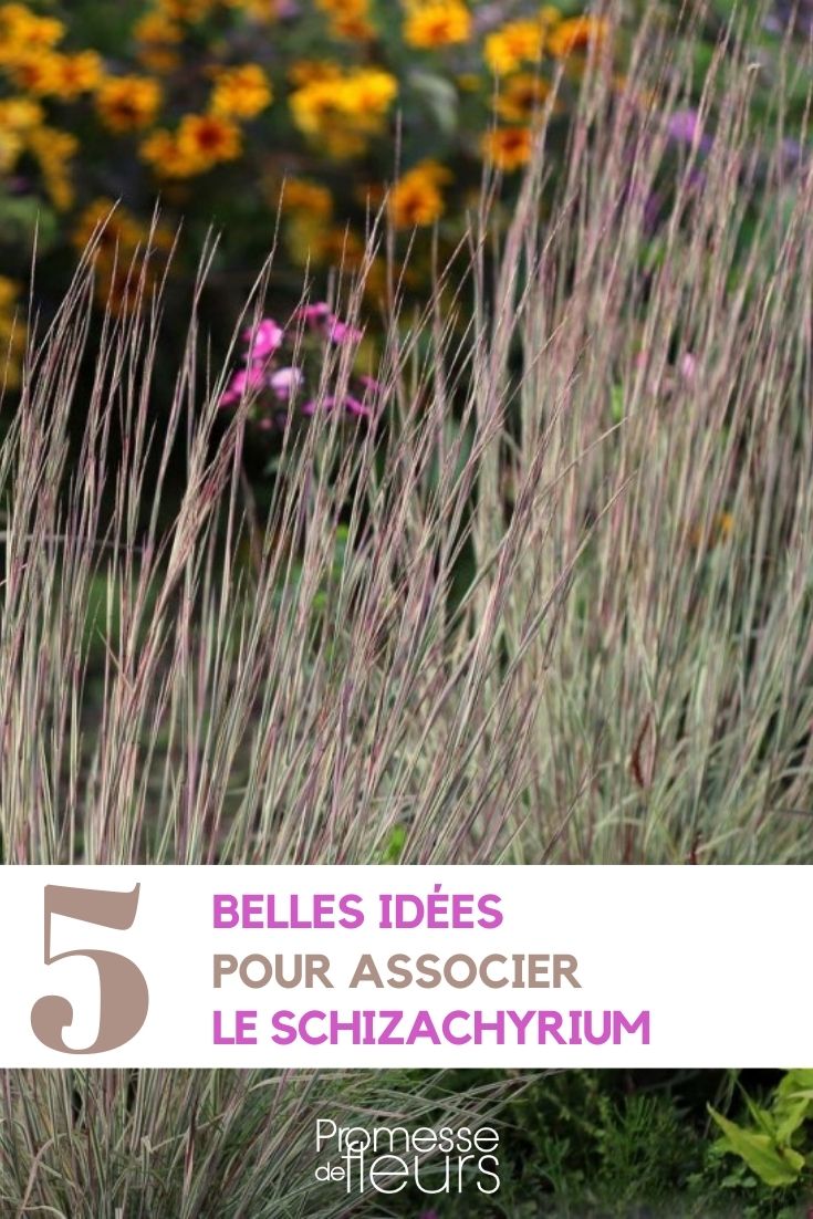 Combinar o Schizachyrium