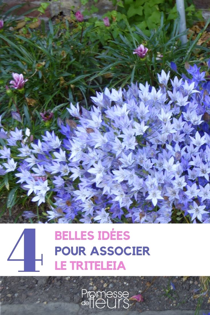 Associar a triteleia