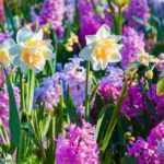 Bolbos: flores para todas as estações