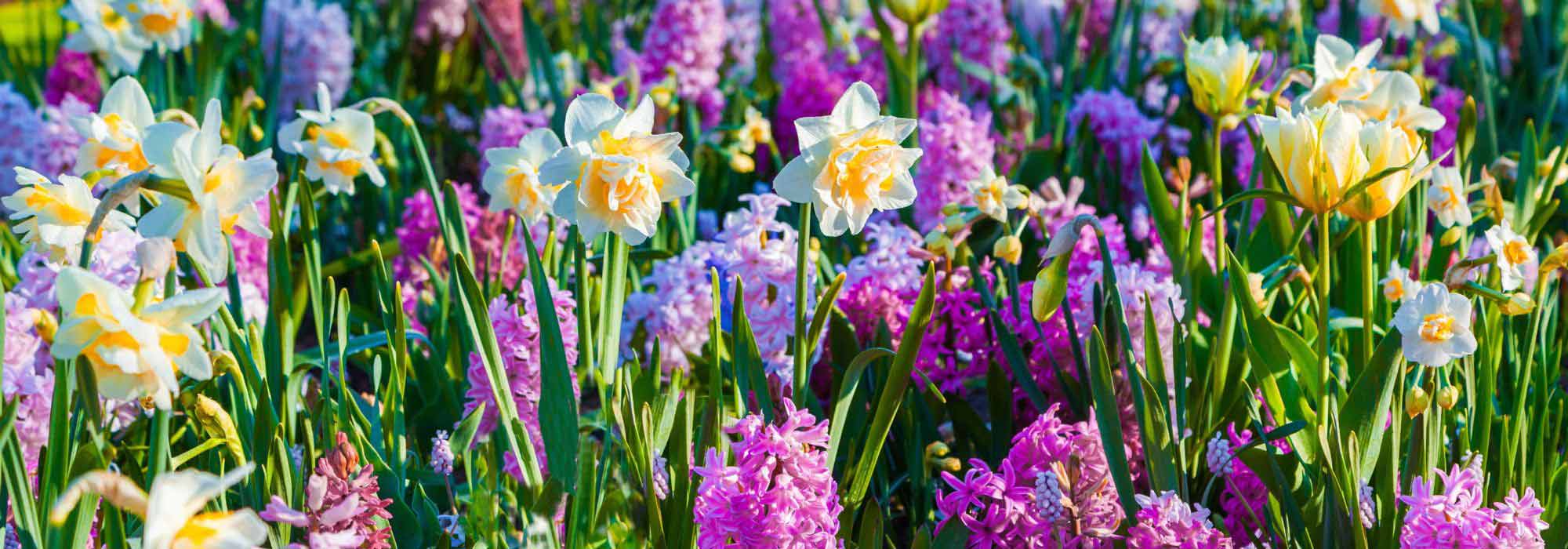 Bolbos: flores para todas as estações