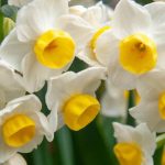 9 bolbos de primavera perfumados