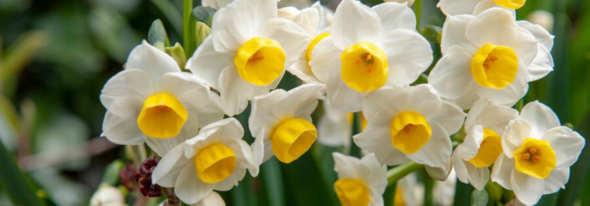 9 bolbos de primavera perfumados