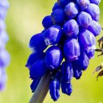 8 bolbos de primavera melíferos para os polinizadores