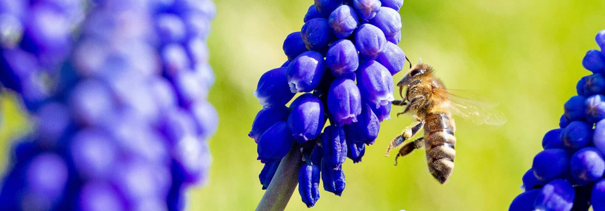8 bolbos de primavera melíferos para os polinizadores