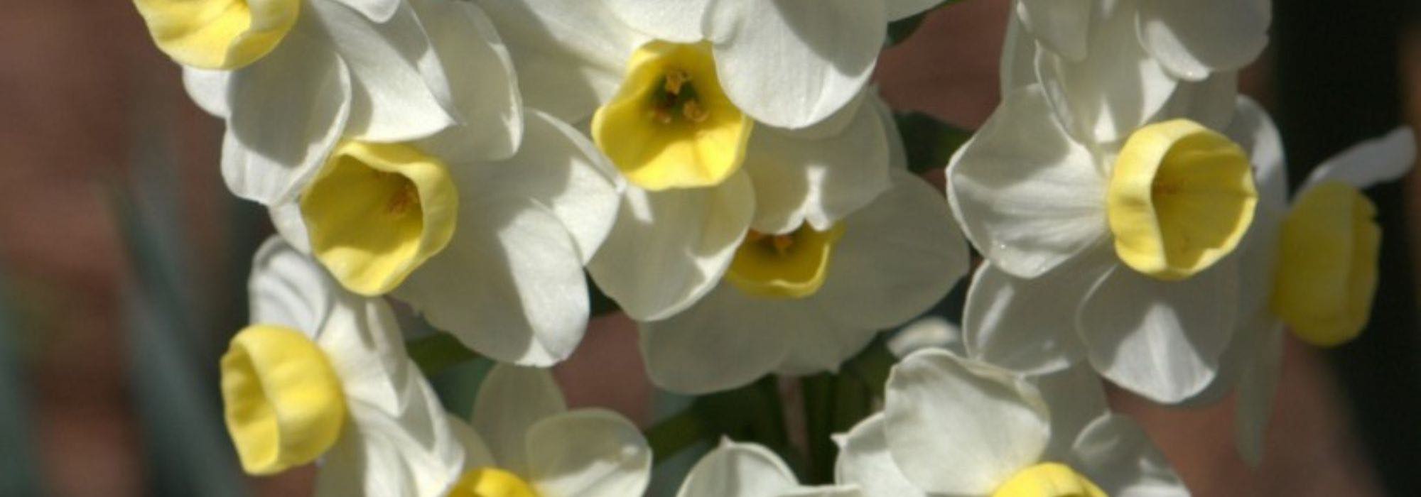 Os melhores narcisos para naturalizar no jardim