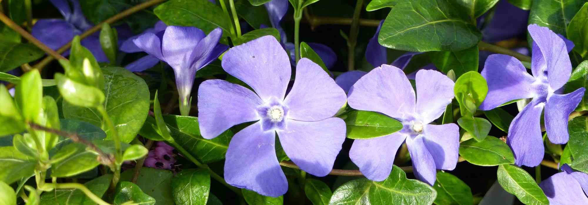 Cultivar uma pervinca em vaso