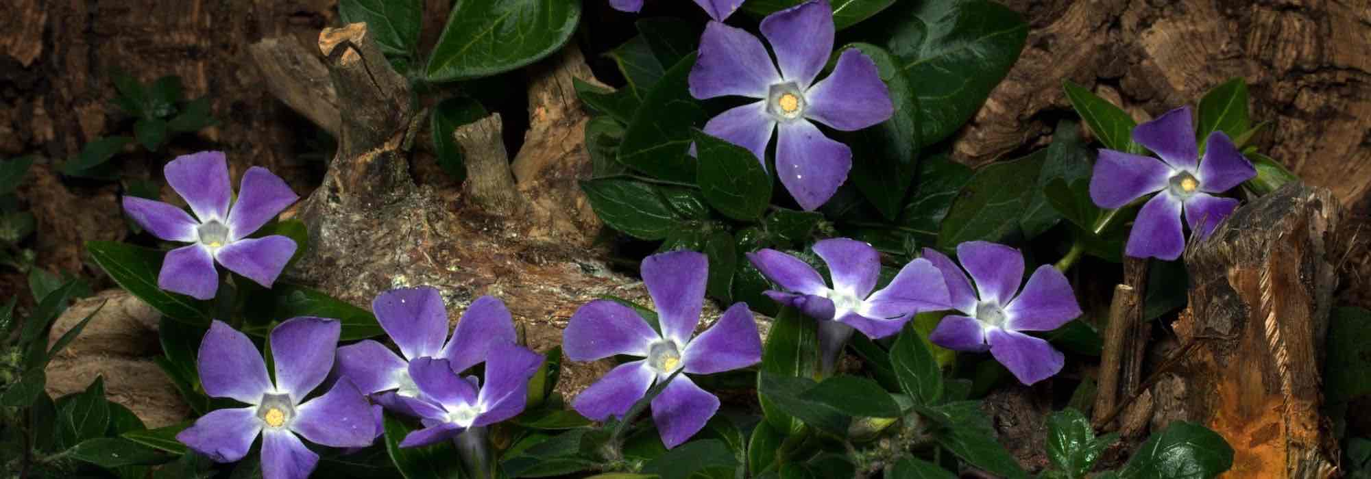 Combinar pervincas