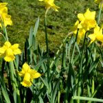 Narcisos botânicos: como escolhê-los e combiná-los