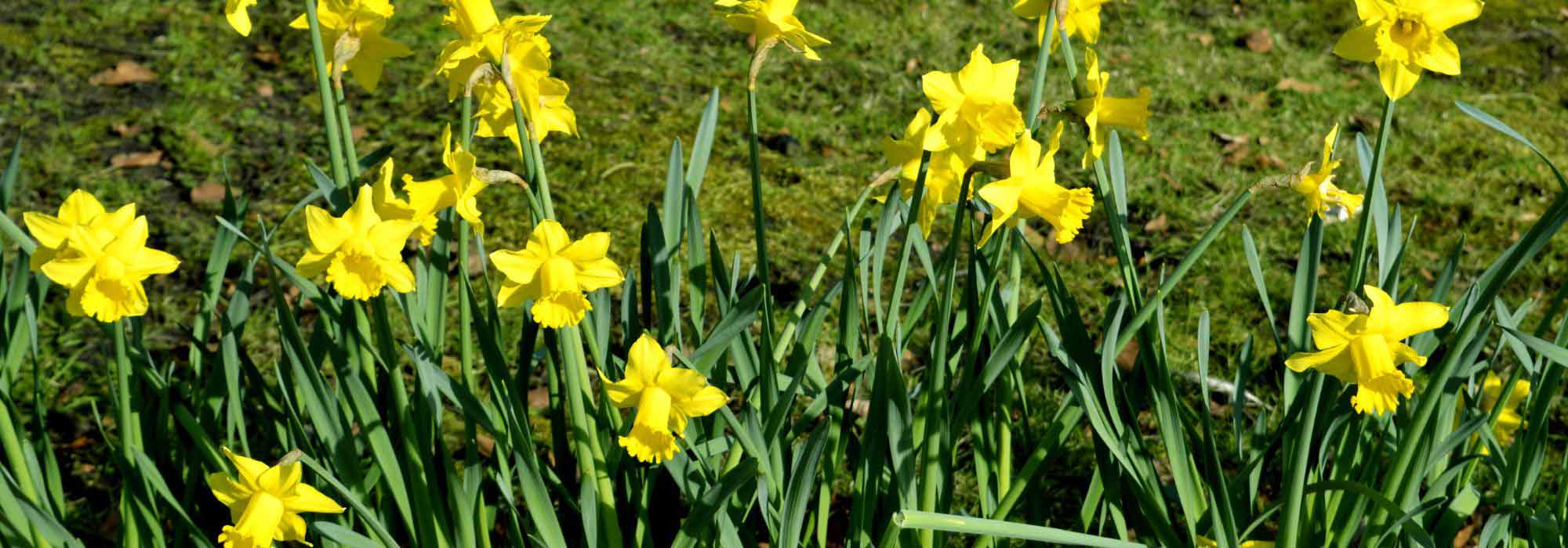Narcisos botânicos: como escolhê-los e combiná-los