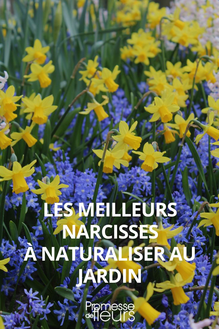 Narcisos fáceis de naturalizar no jardim
