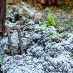 O que plantar no inverno?
