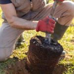 10 boas razões para plantar uma árvore