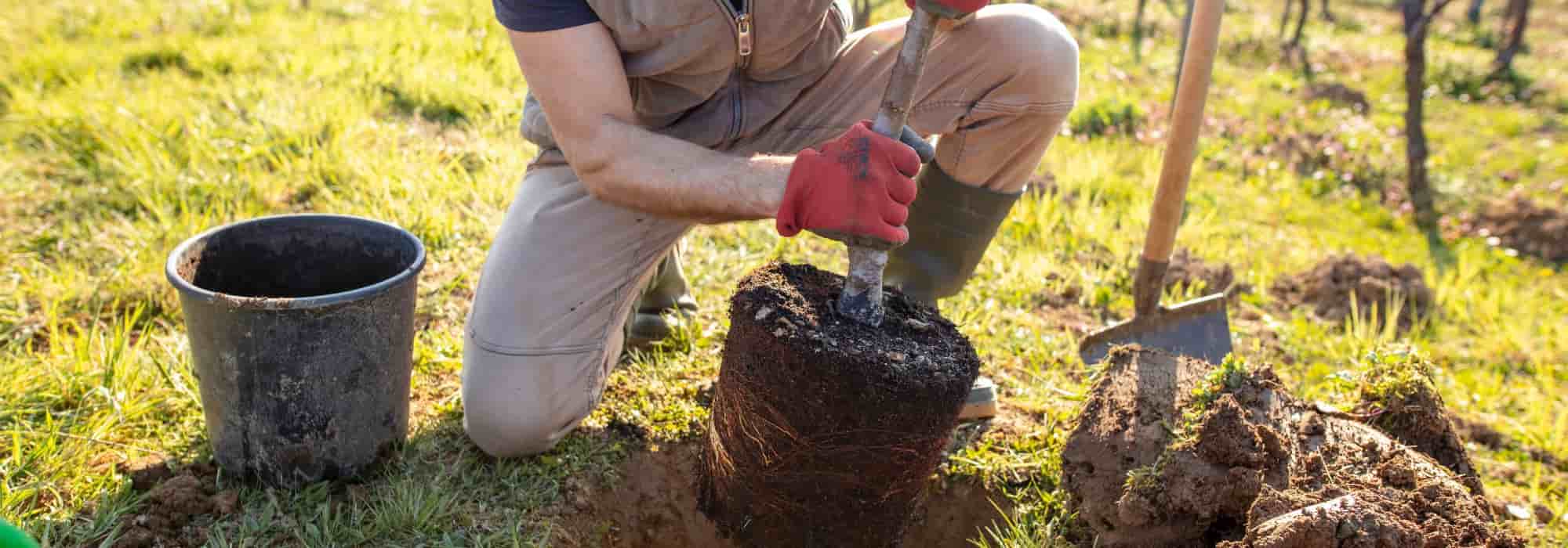 10 boas razões para plantar uma árvore