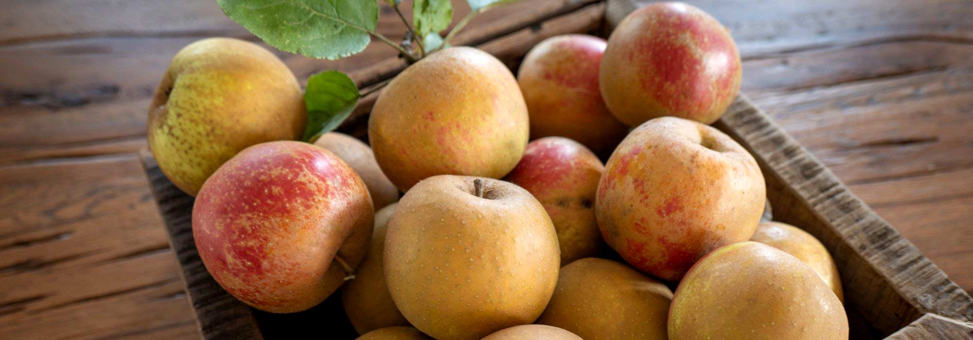 6 variedades de maçãs tardias