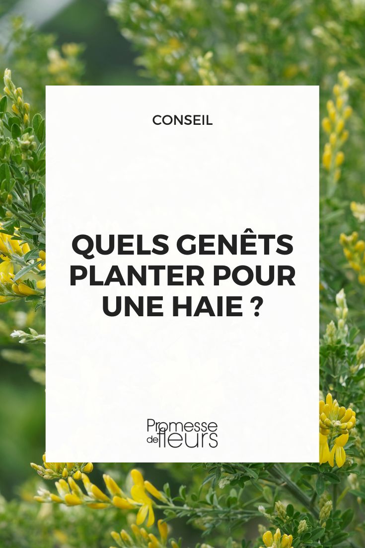 Que giestas plantar para uma sebe?
