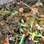 O composto atrai ratos?