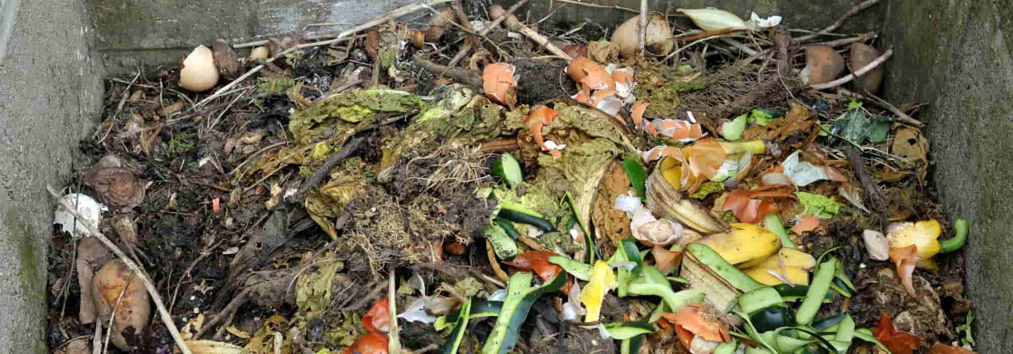 O composto atrai ratos?