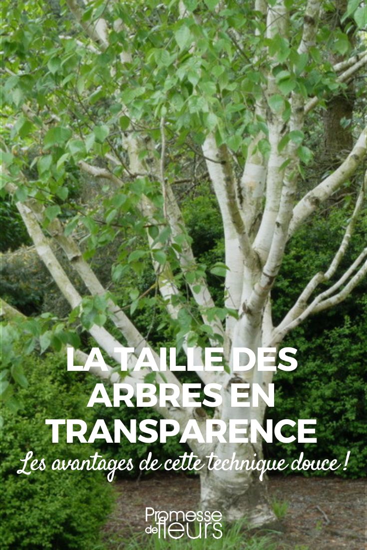 poda de árvores em transparência